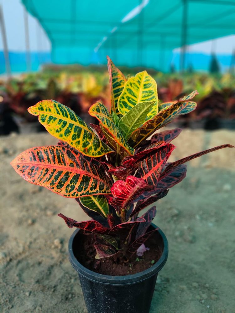 Why Are My Plant Leaves Turning Yellow? 8 Causes and Fixes