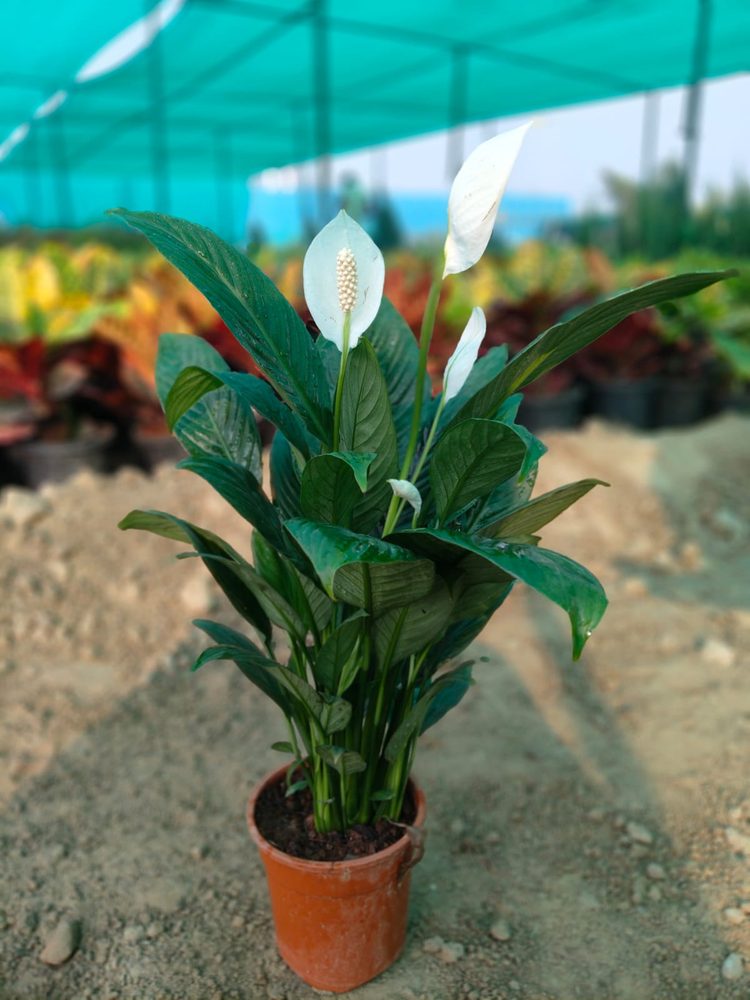 Peace Lily care: keeping it green and blooming