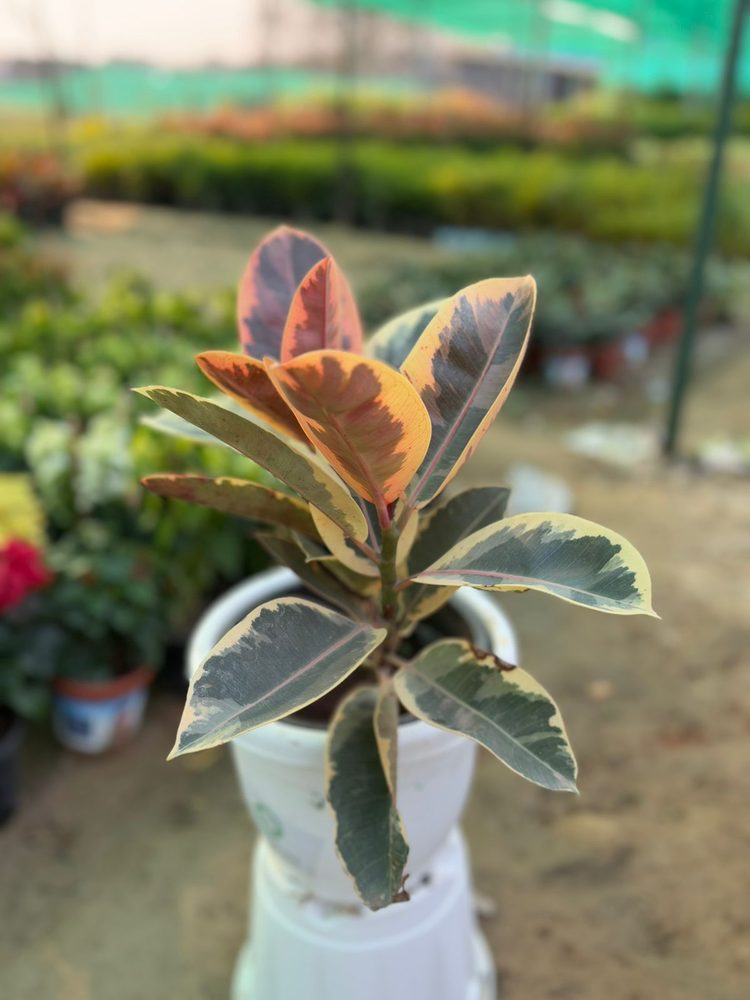 Rubber Plant Ruby