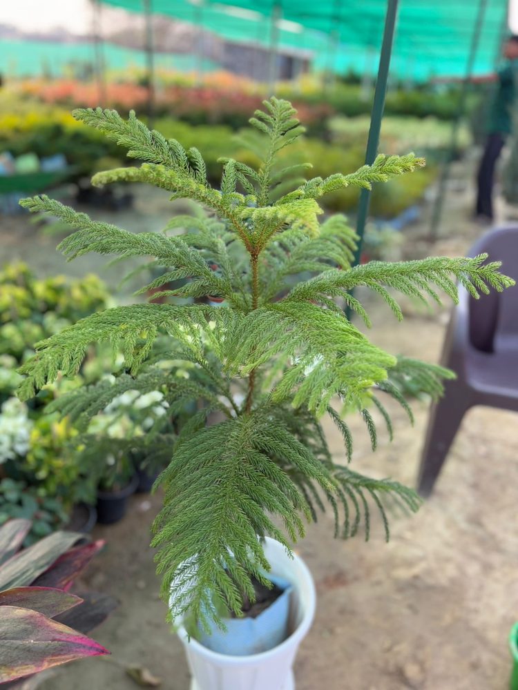 Norfolk Island Pine