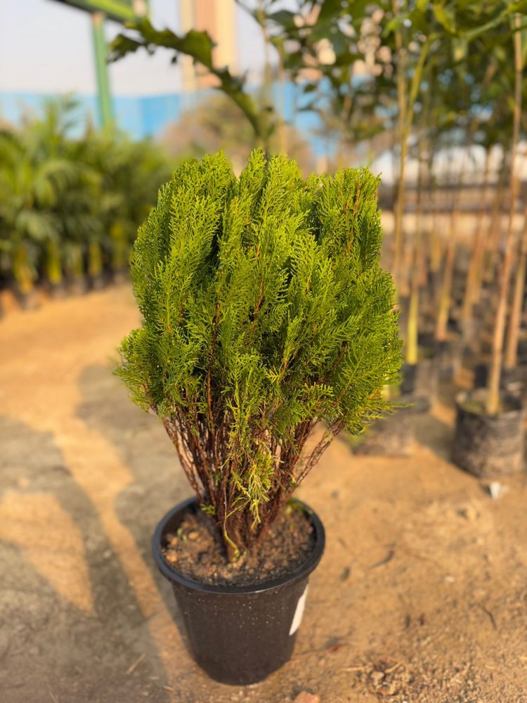 Thuja (Morpankhi)