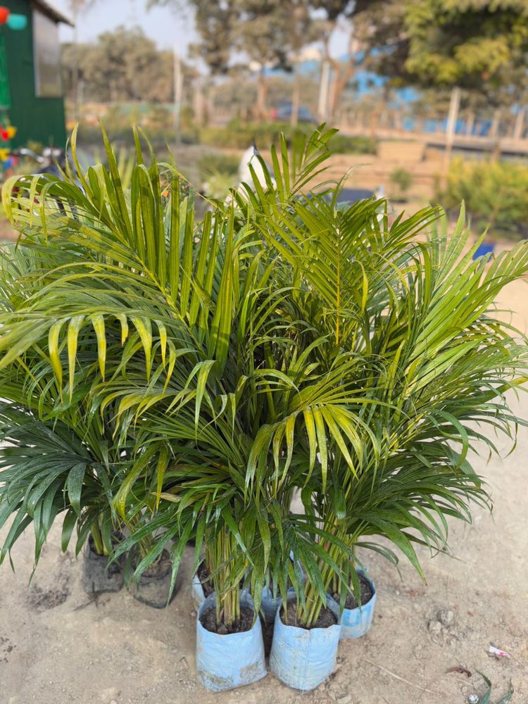 Areca Palm