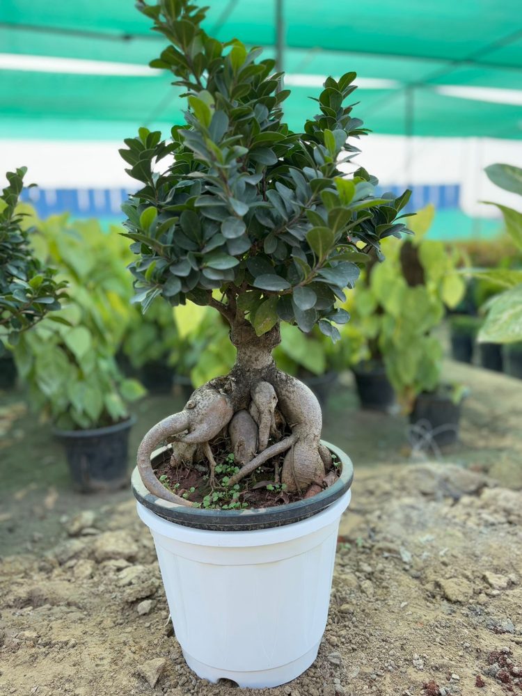 Ficus Ginseng Bonsai