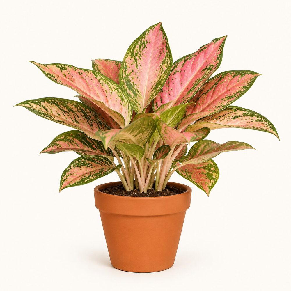 Aglaonema Pink Beauty