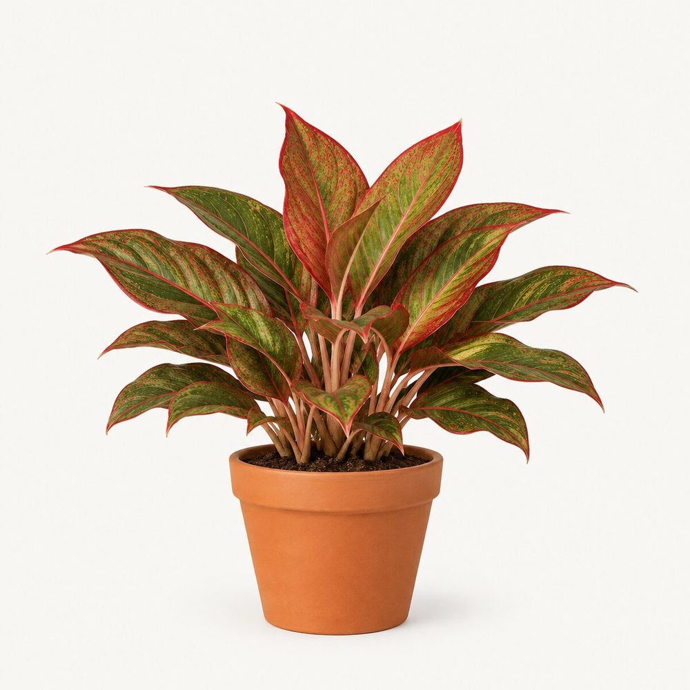 Aglaonema Red (Lipstick)