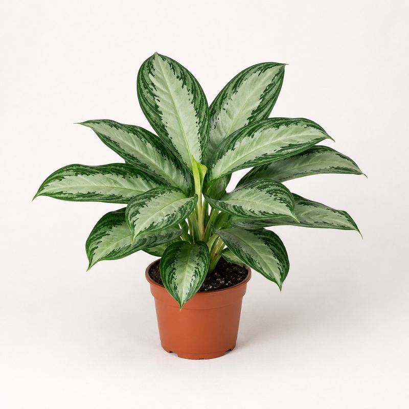 Aglaonema Silver Bay