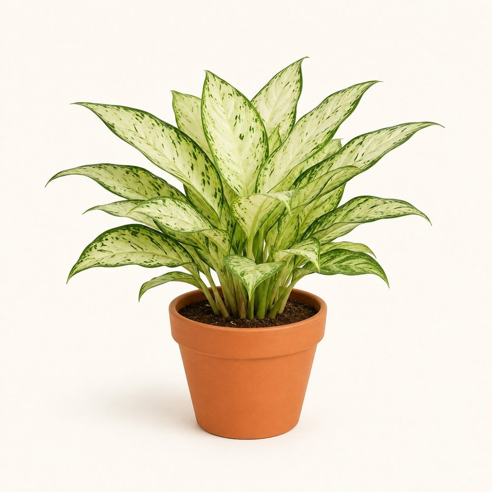 Aglaonema Snow White