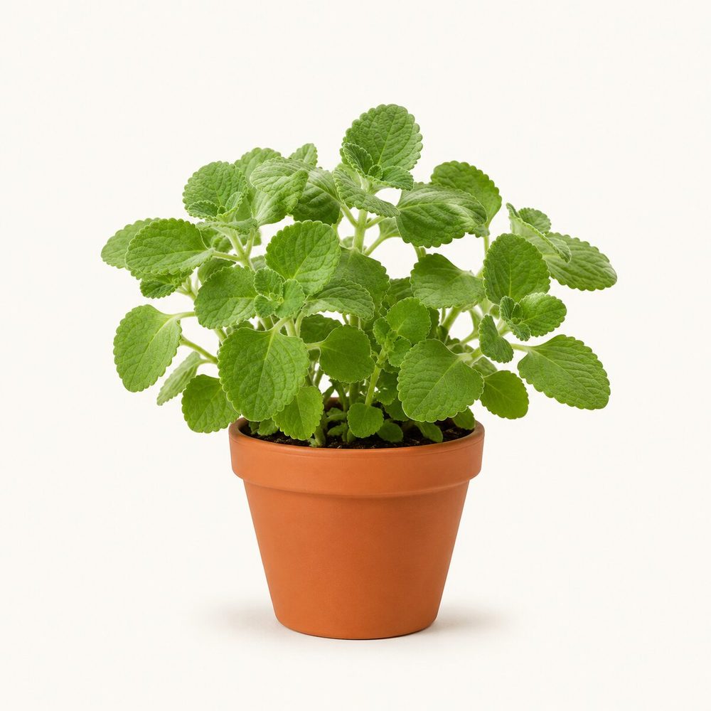 Ajwain Plant (Indian Borage)