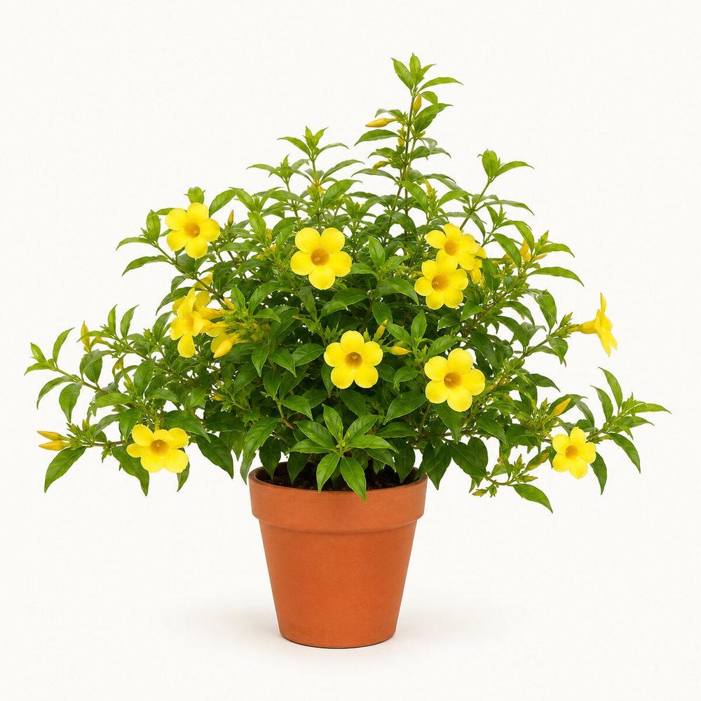 Allamanda (Yellow Bell)