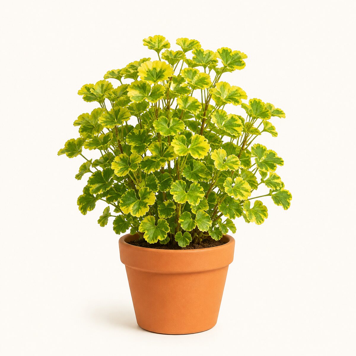 Aralia (Golden)