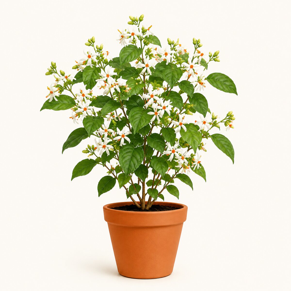 Ashoka (Mast Tree)