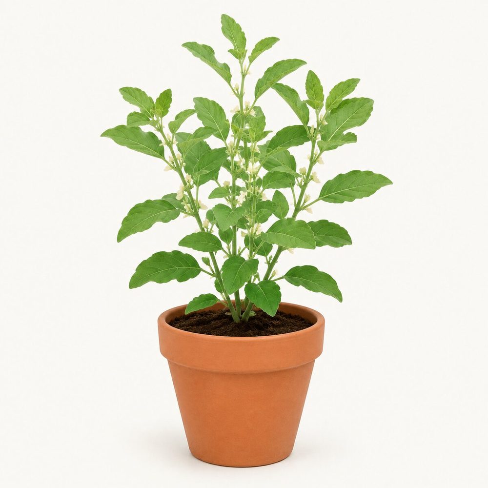 Ashwagandha