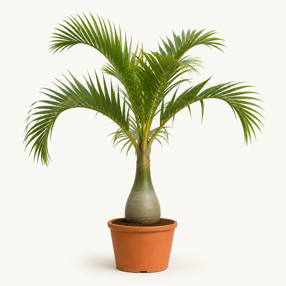 Bottle Palm