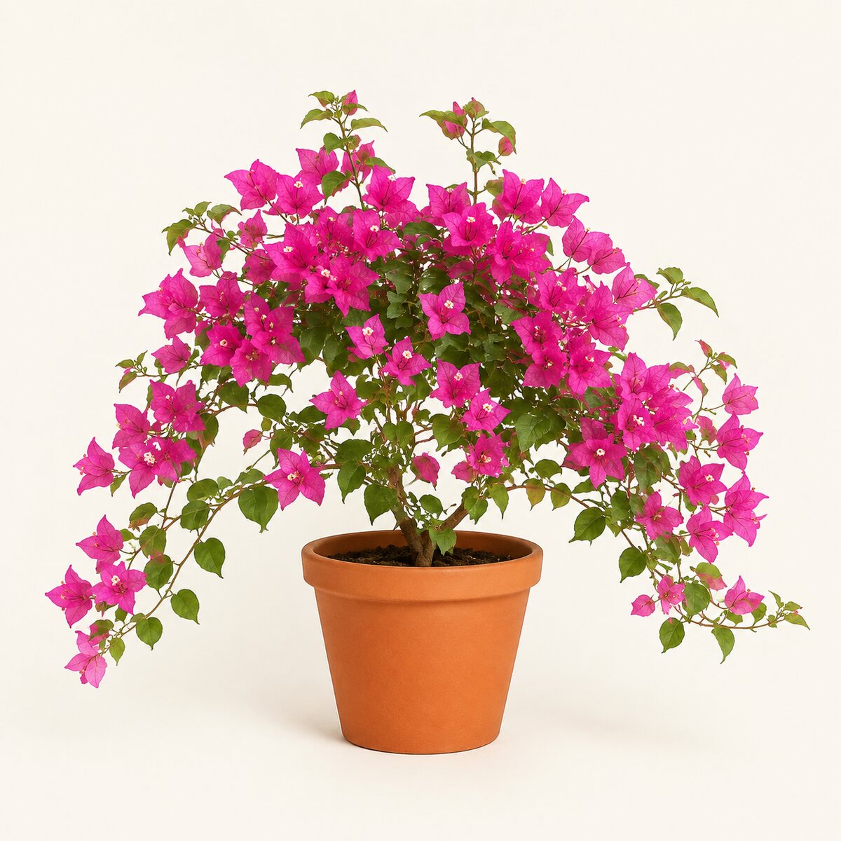 Flowering Plants