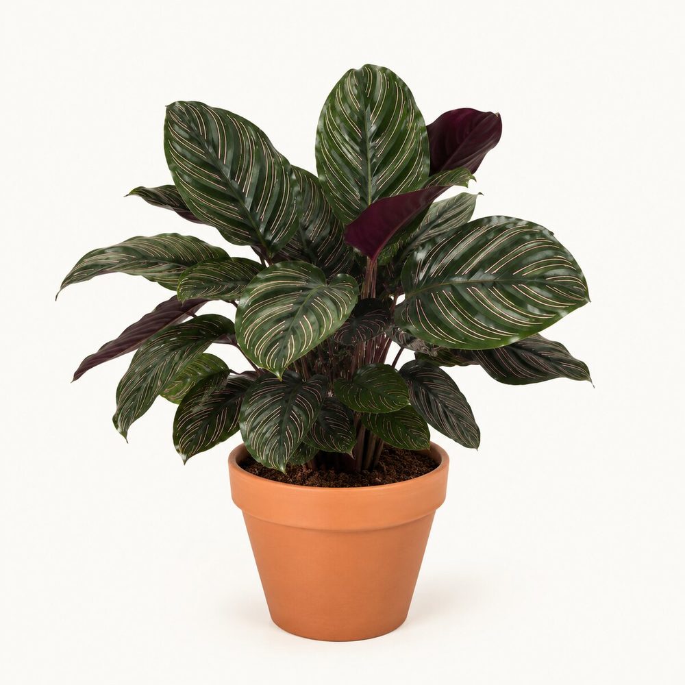 Calathea
