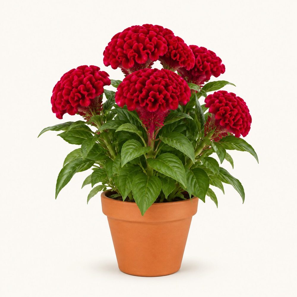 Celosia (Cockscomb)