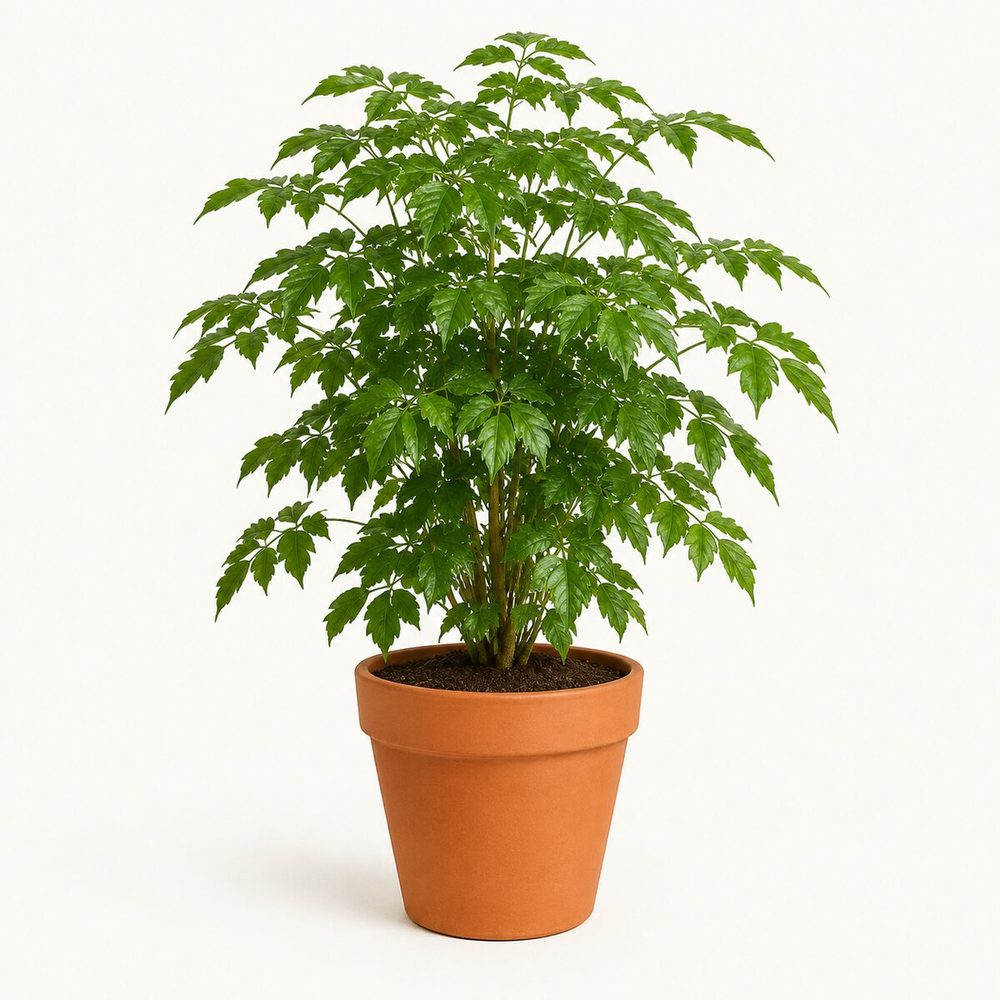China Doll Plant