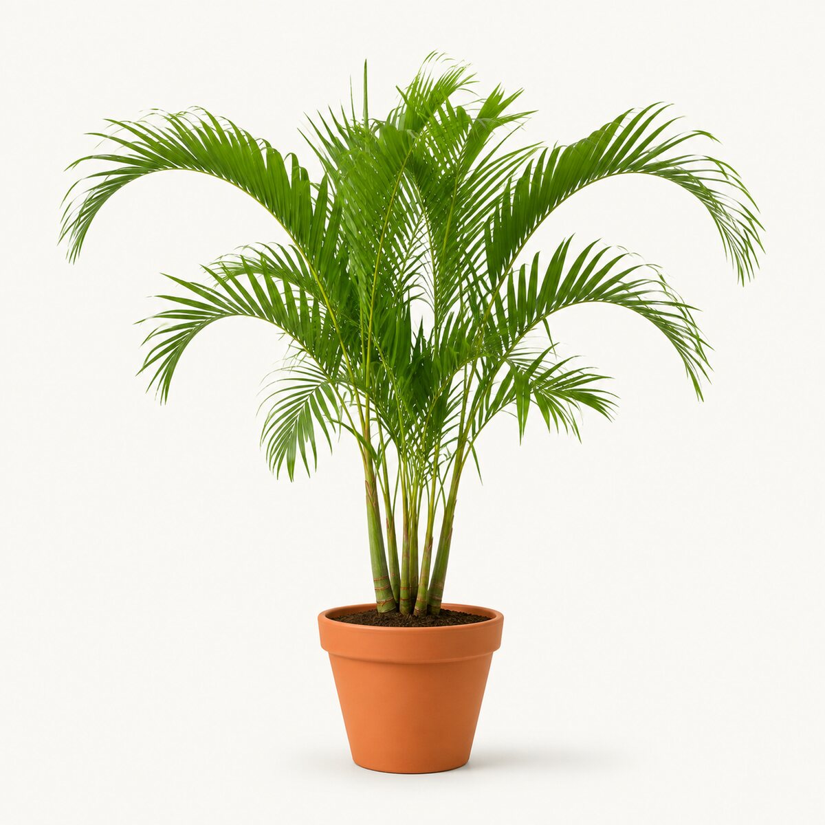 Christmas Palm (Manila)