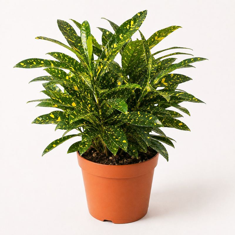 Croton Gold Dust