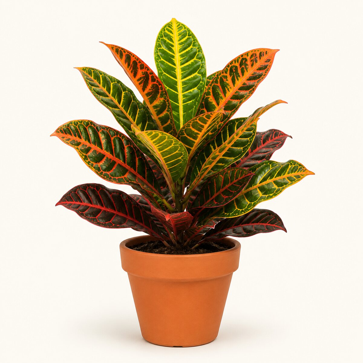 Croton (Petra)