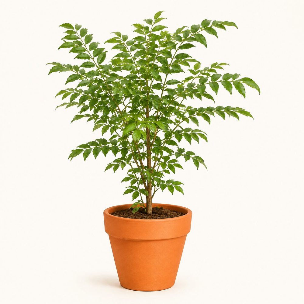 Curry Leaf (Meetha Neem)