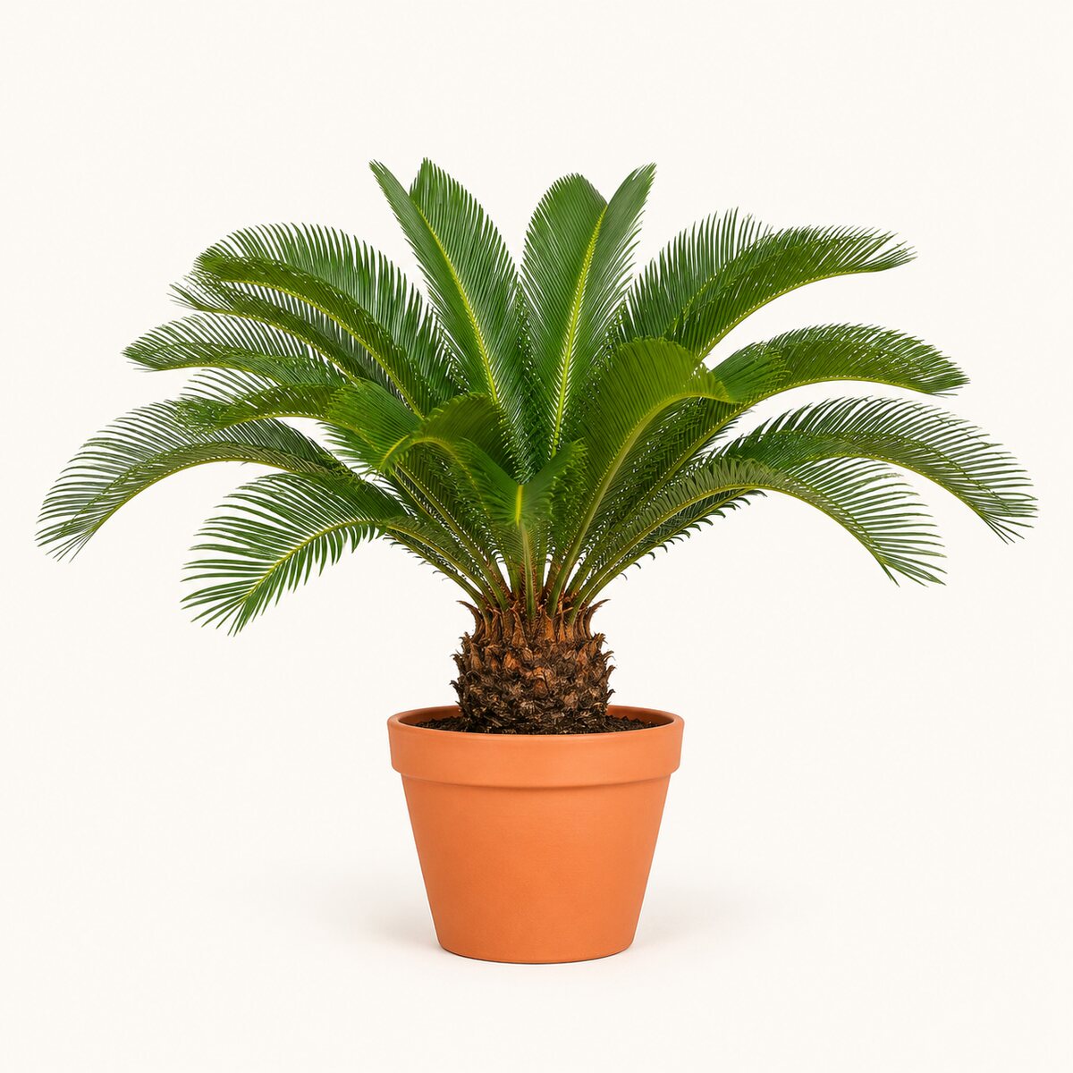 Cycas Palm