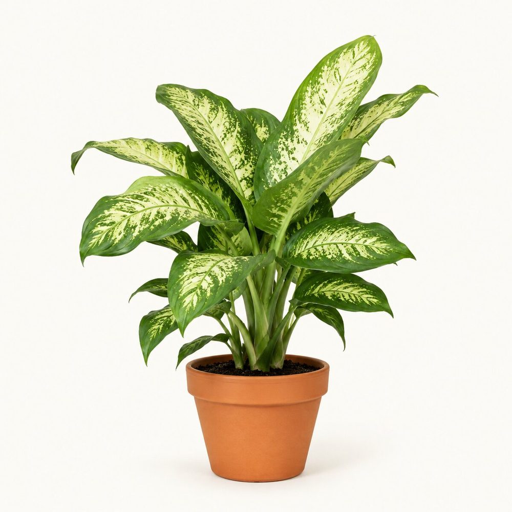 Dieffenbachia
