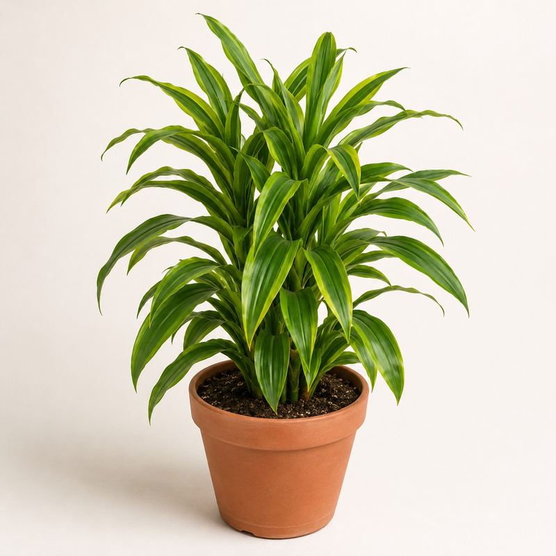 Dracaena Green Stripe