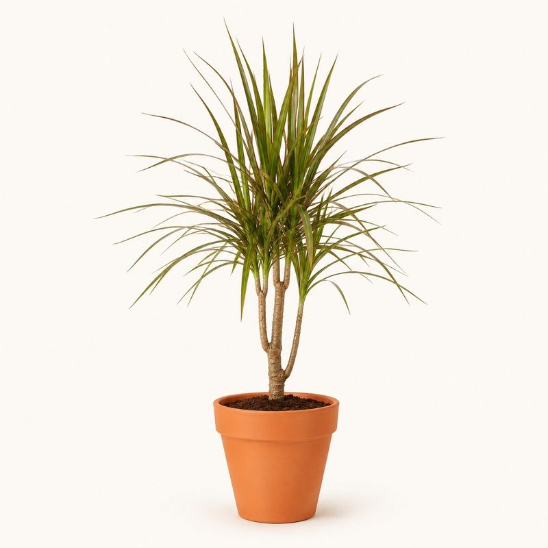 Dracaena Marginata Green