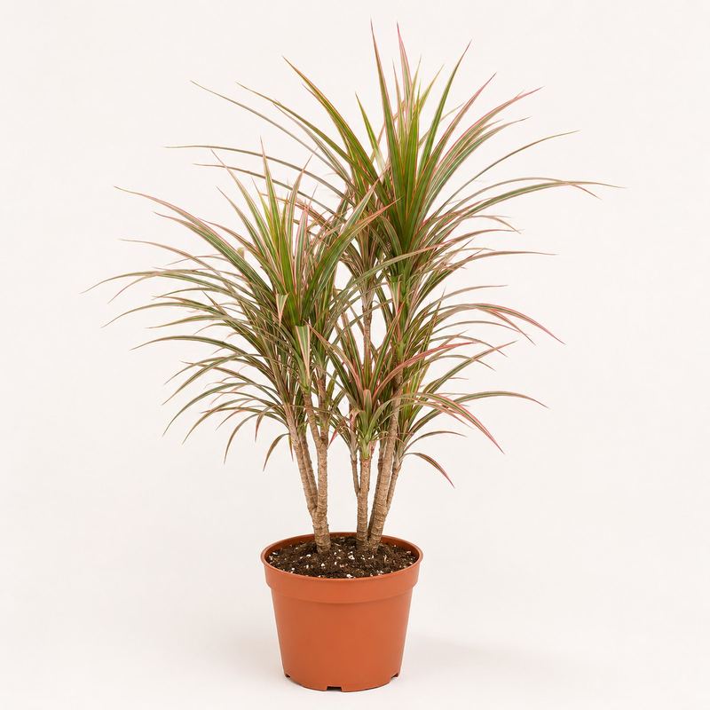 Dracaena Marginata Tricolor