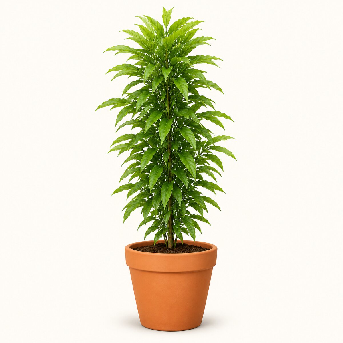 Duranta Golden