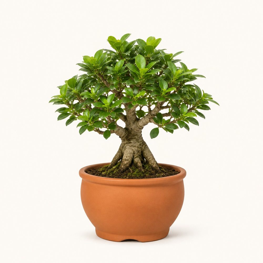 Ficus Bonsai