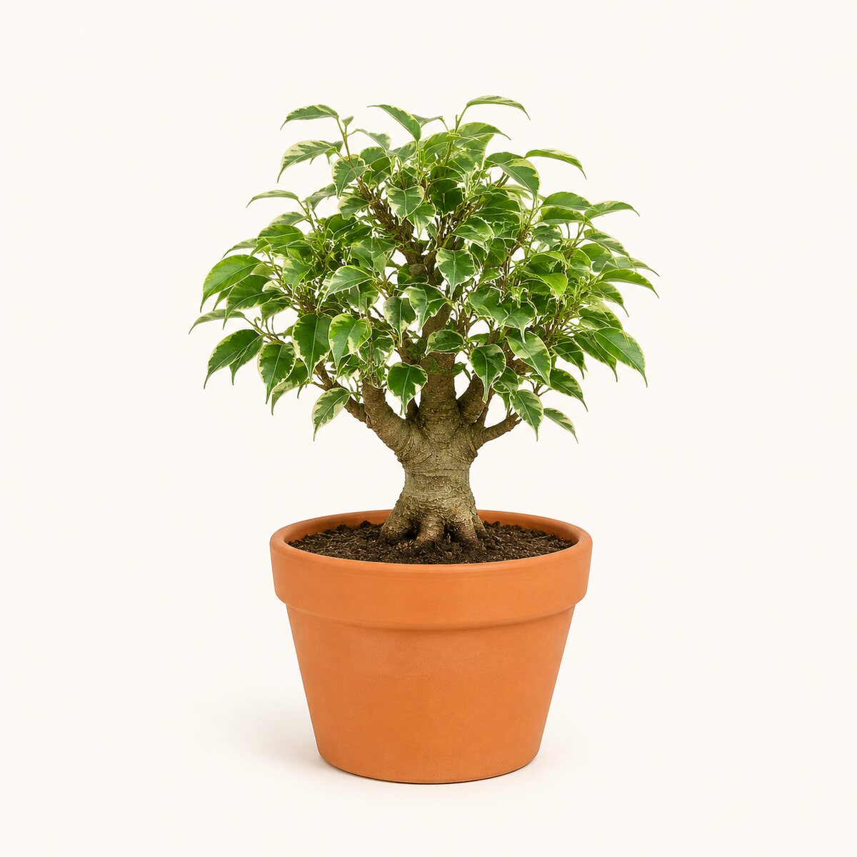 Ficus Panda
