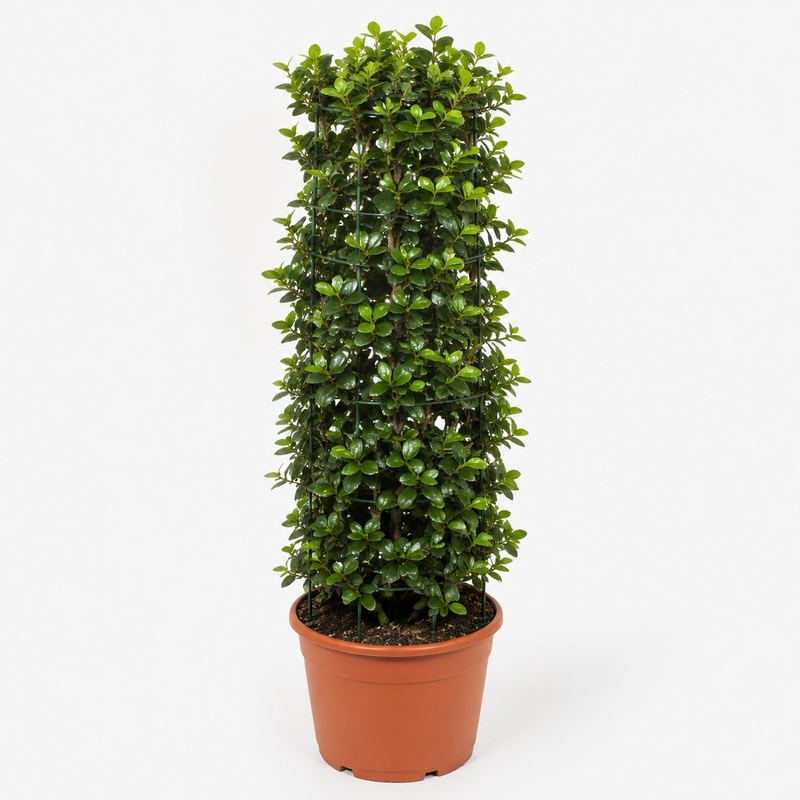 Ficus Panda (Cage Form)