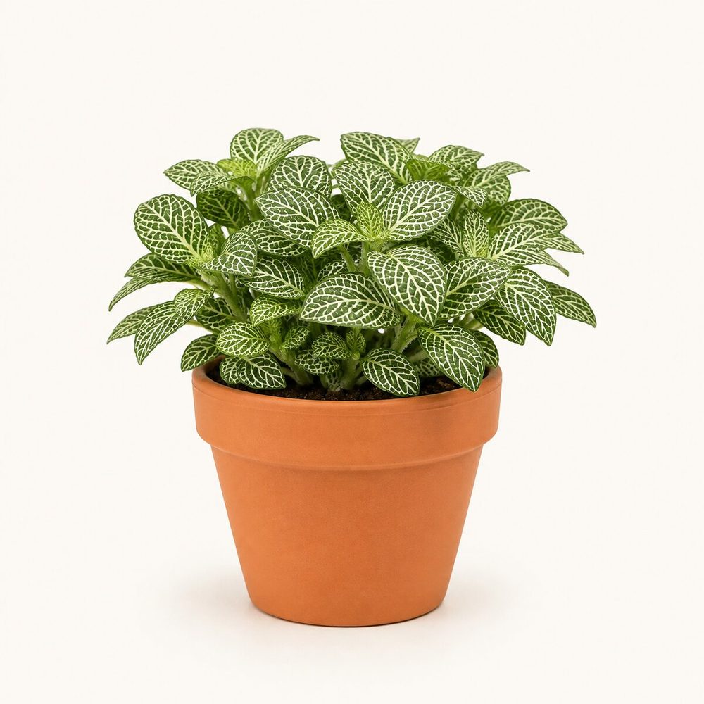 Fittonia (Nerve Plant)