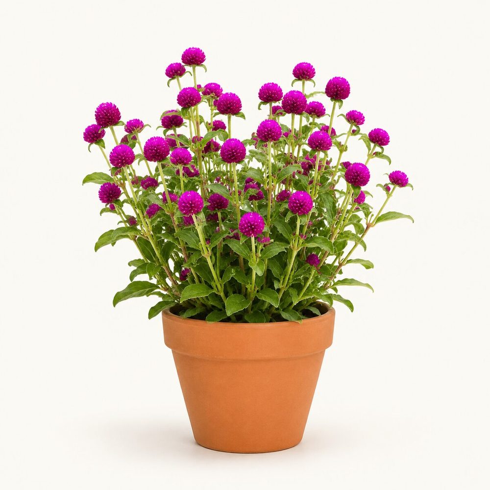 Gomphrena (Bachelor Button)