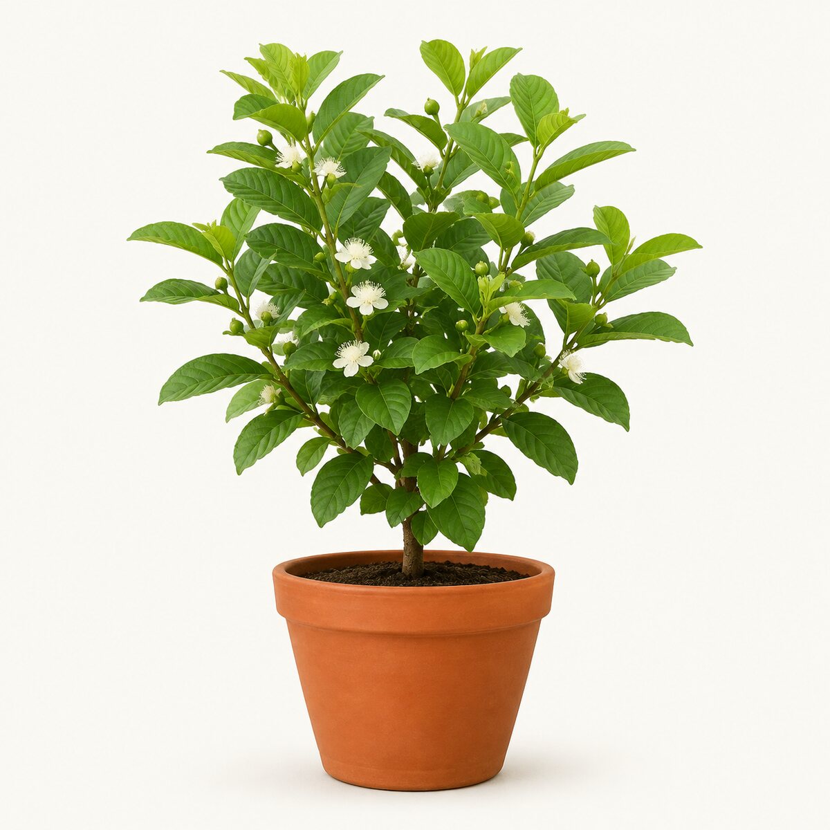 Guava (Dwarf)