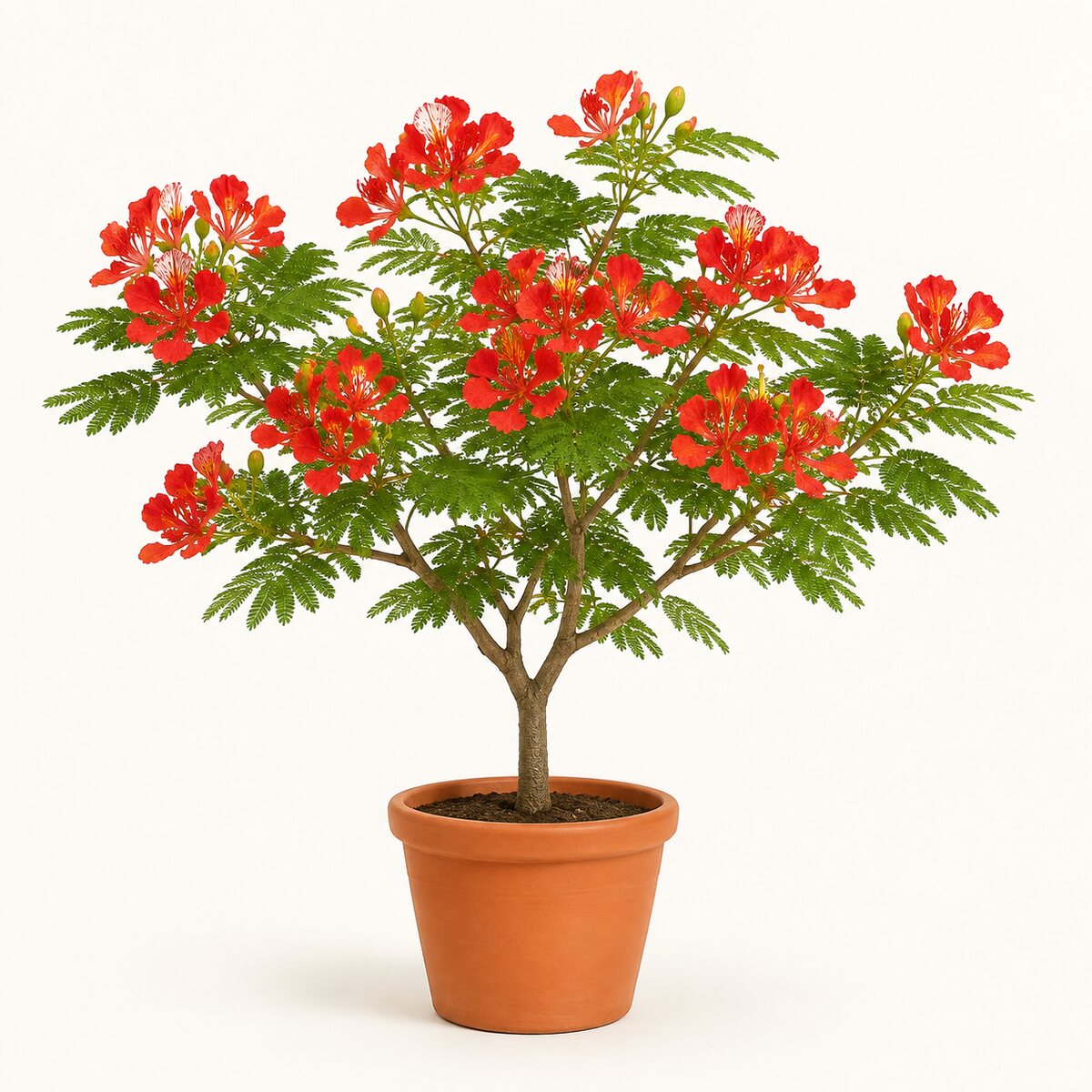 Gulmohar (Dwarf)