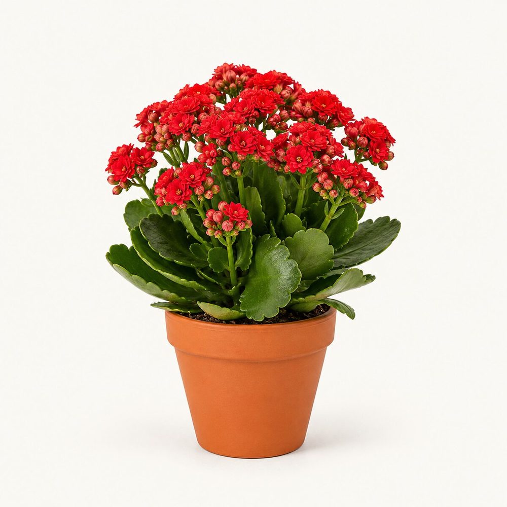 Kalanchoe (Flowering)