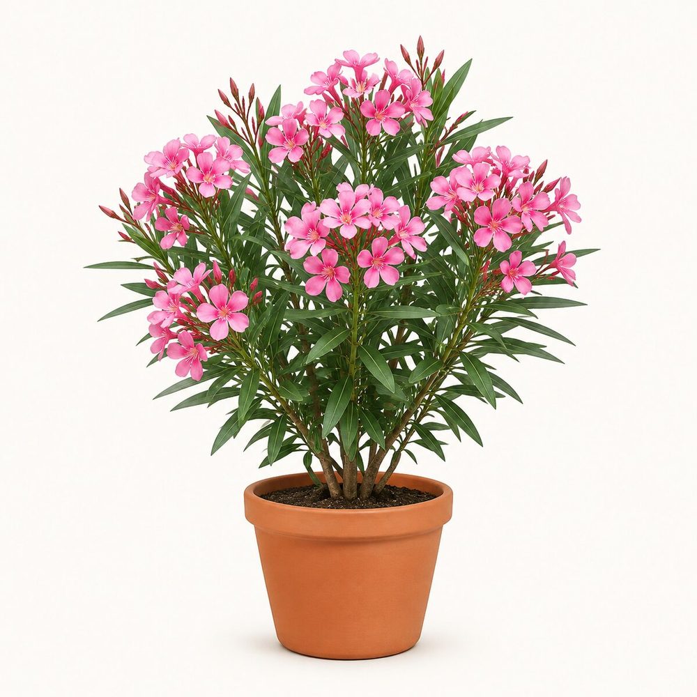 Kaner (Oleander)