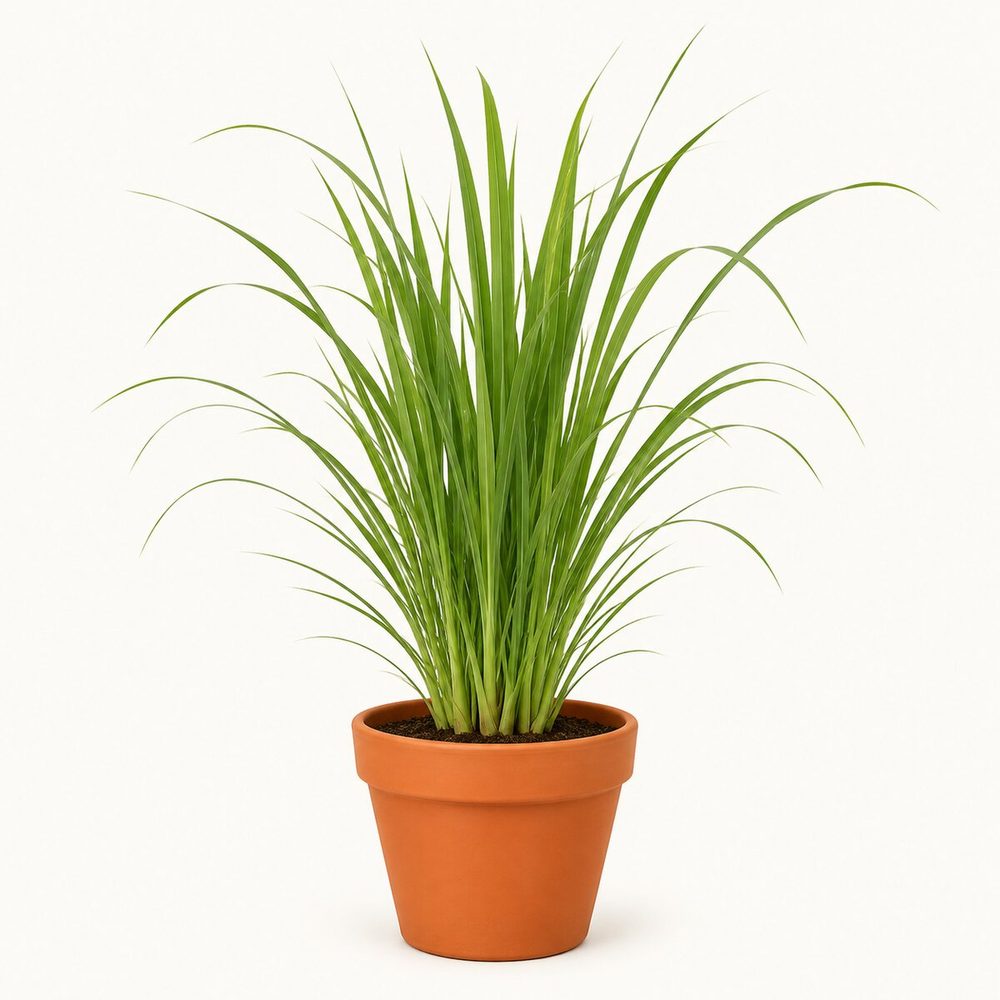 Lemongrass