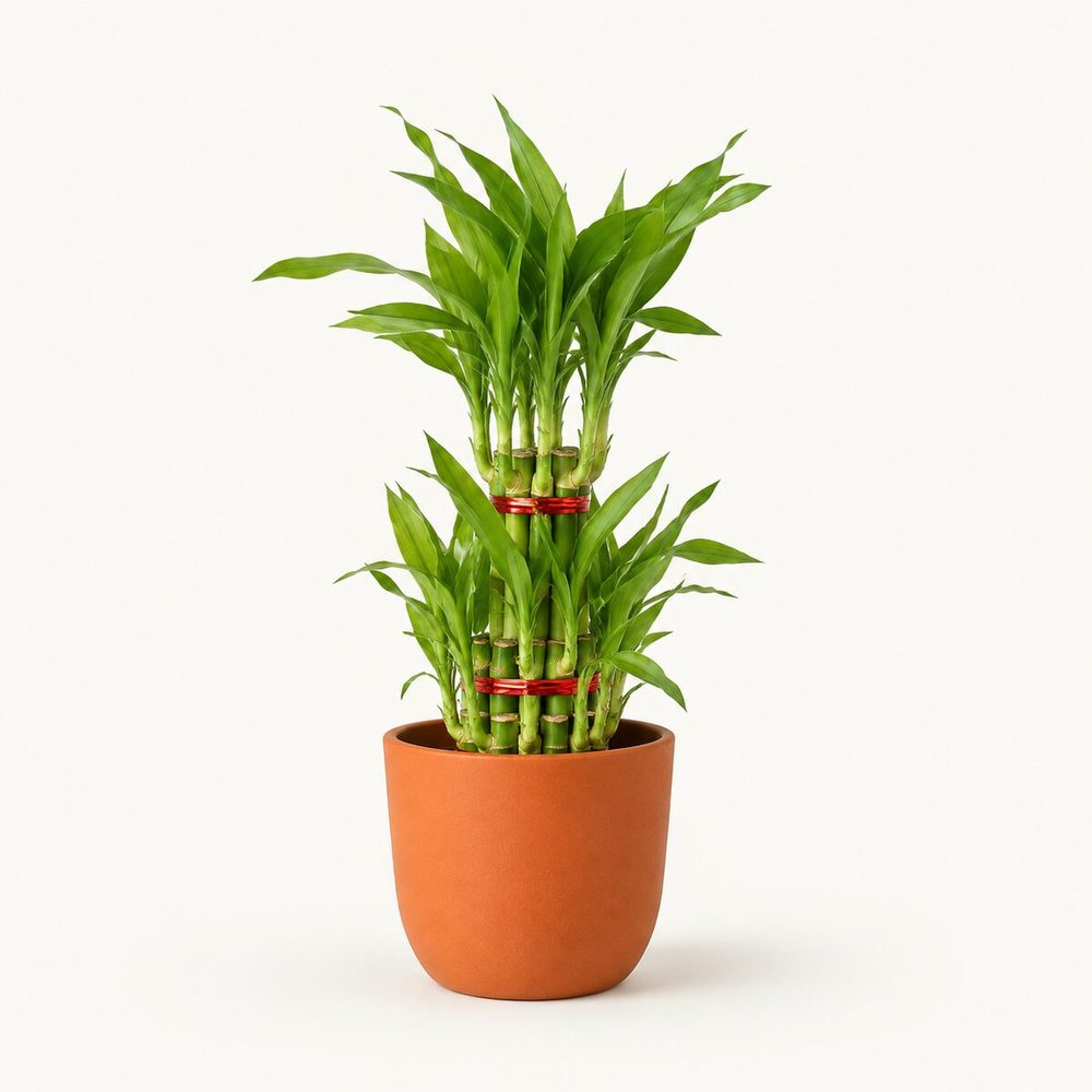 Diwali Plant Gifting Ideas: 12 Plants for Family, Friends and Teams