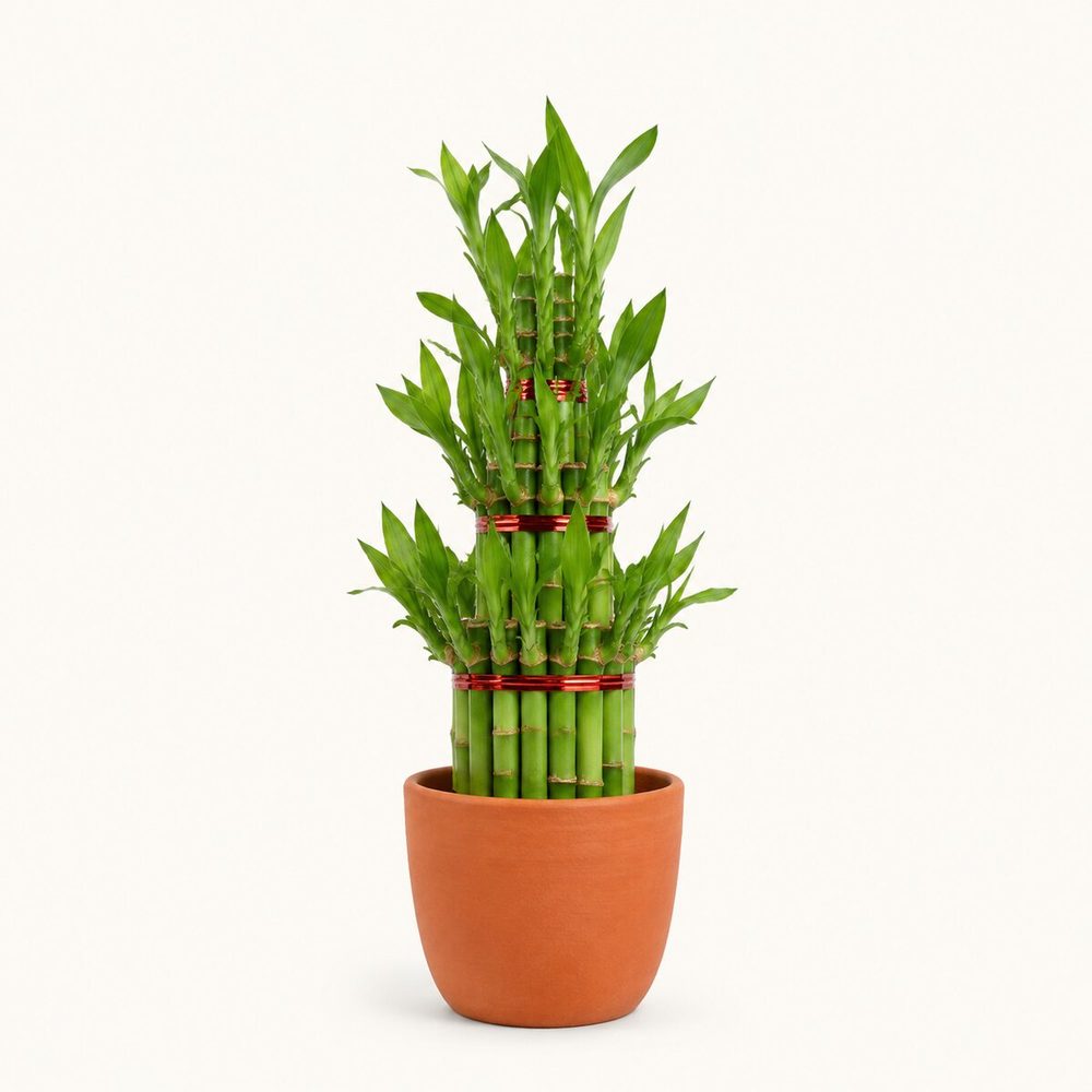Lucky Bamboo (3 Layer)