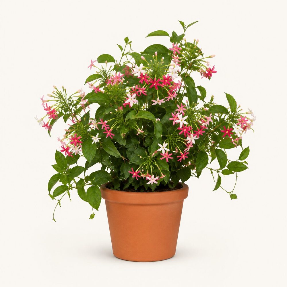 Madhumalti (Rangoon Creeper)
