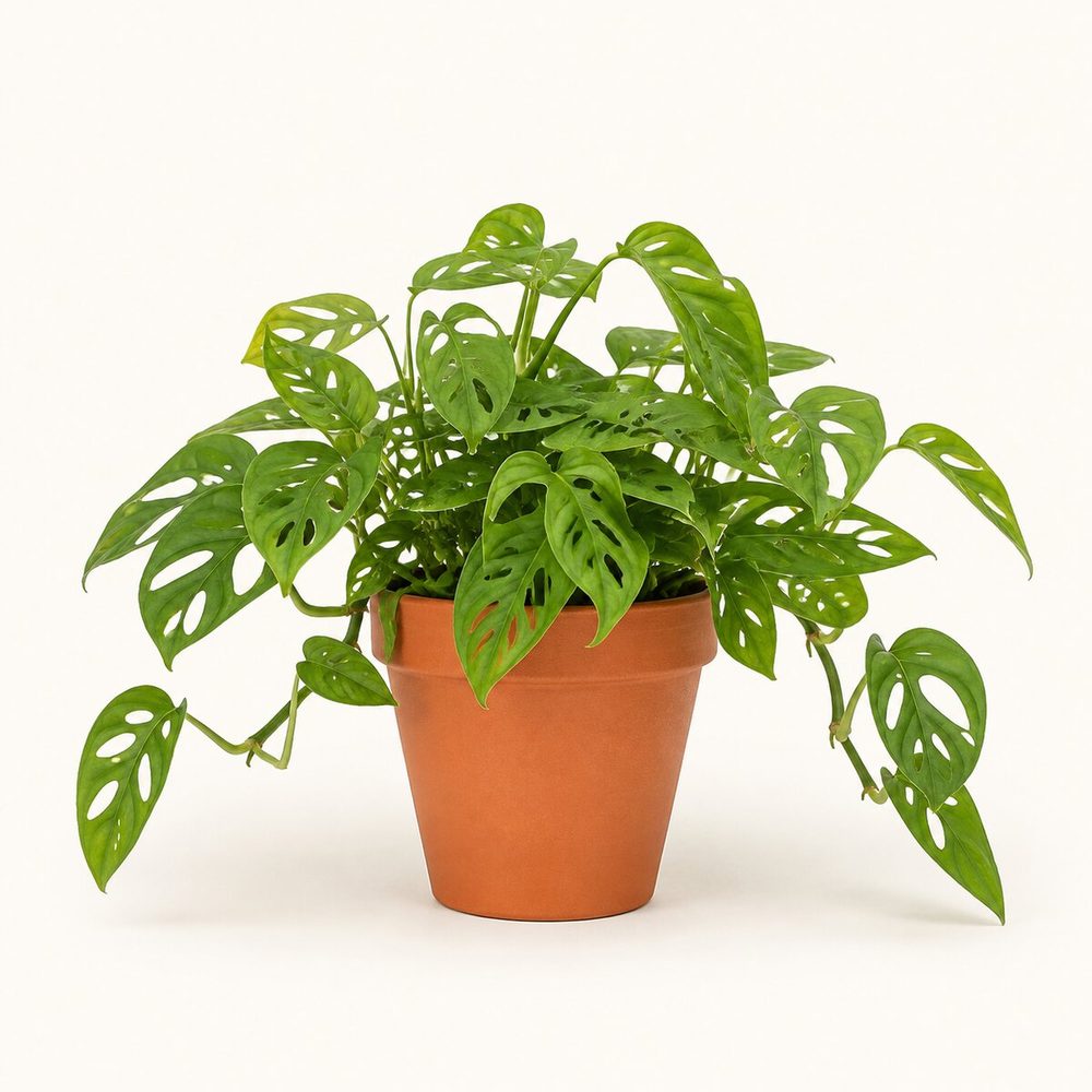 Monstera Adansonii (Broken Heart)