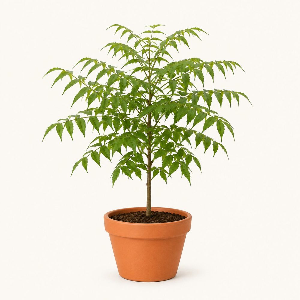 Neem