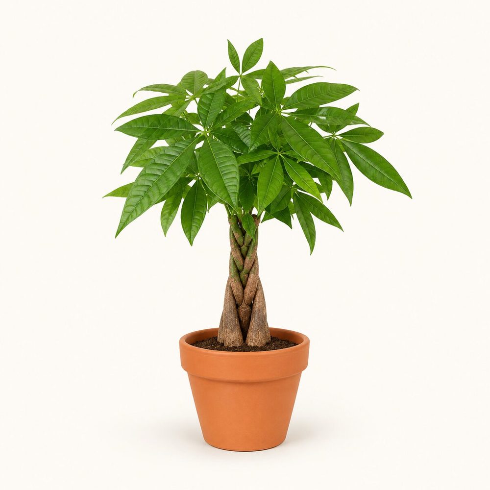Pachira (Money Tree)