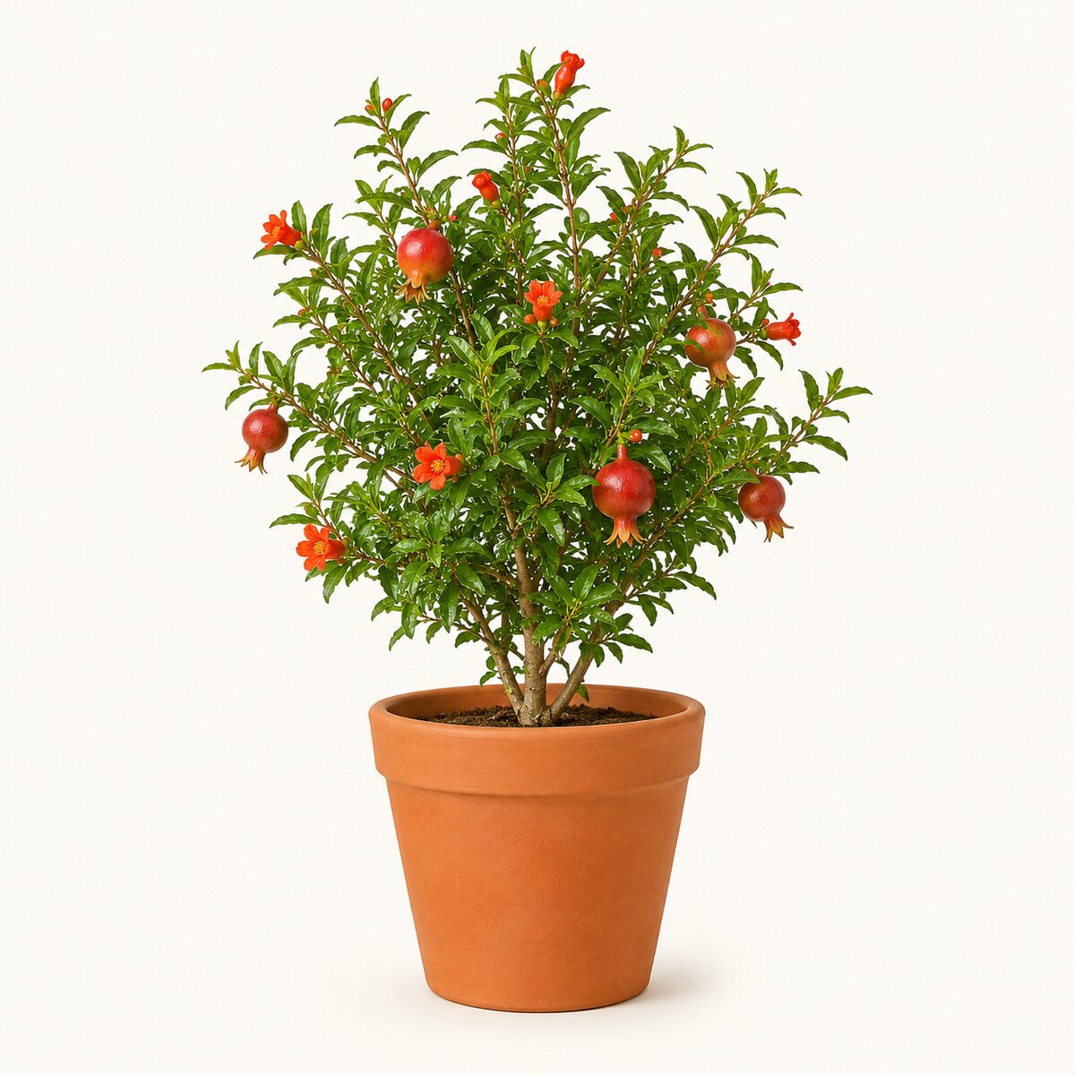 Pomegranate (Anar)