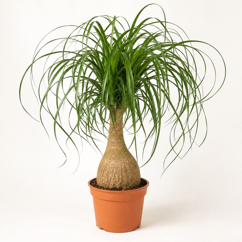 Ponytail Palm