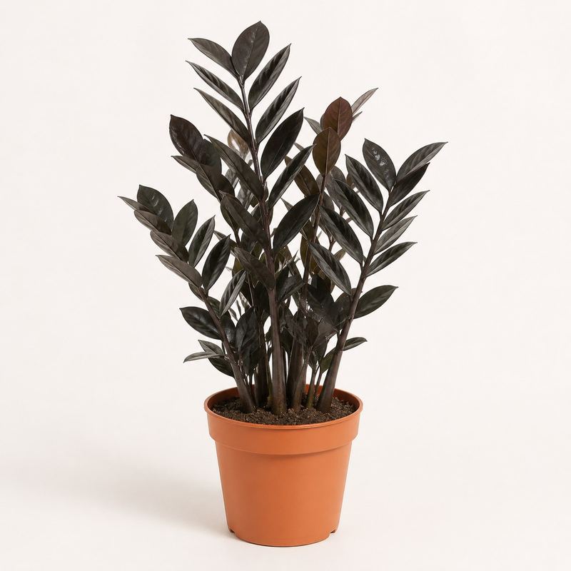 Raven ZZ Plant